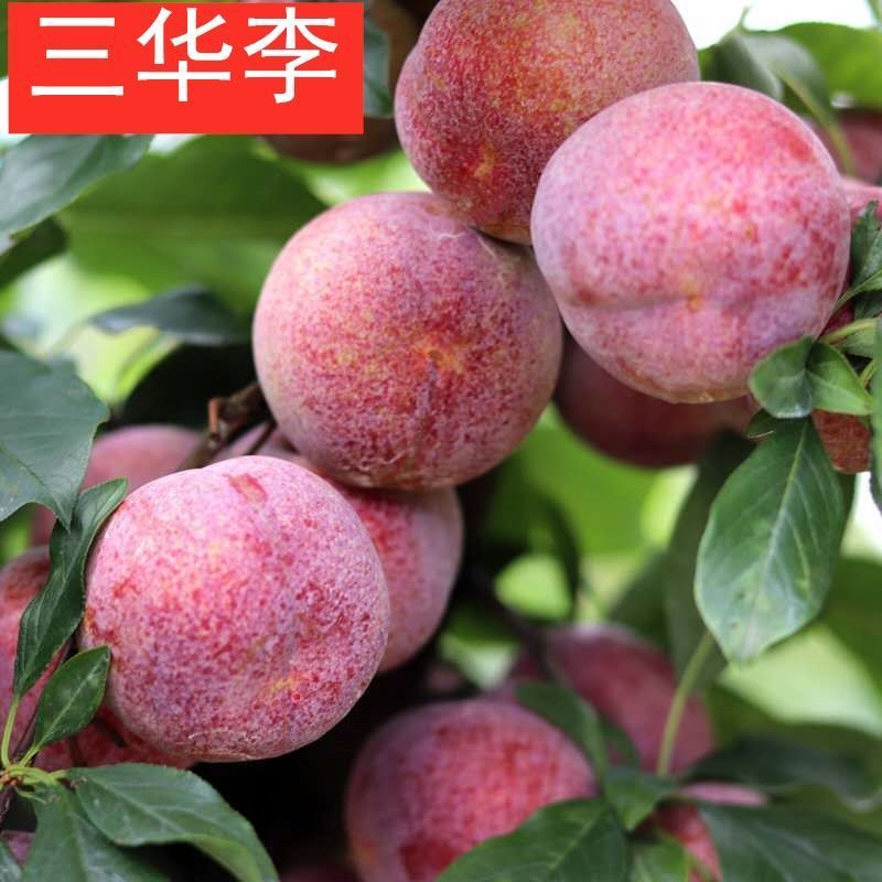 新品种无核李子树苗正宗嫁接天然无核当年结果早熟晚熟特大
