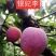 新品种无核李子树苗正宗嫁接天然无核当年结果早熟晚熟特大