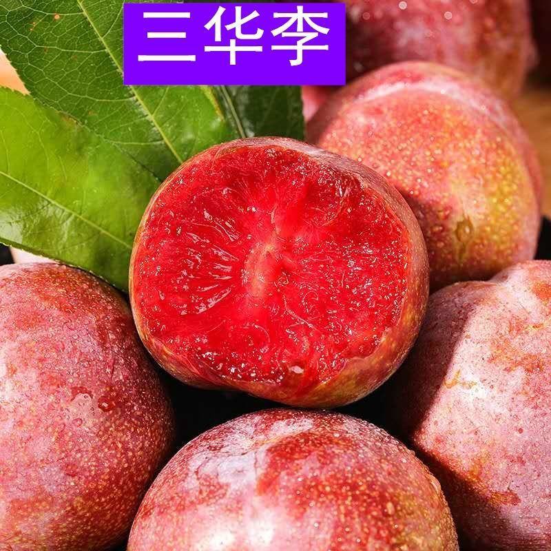 新品种无核李子树苗正宗嫁接天然无核当年结果早熟晚熟特大