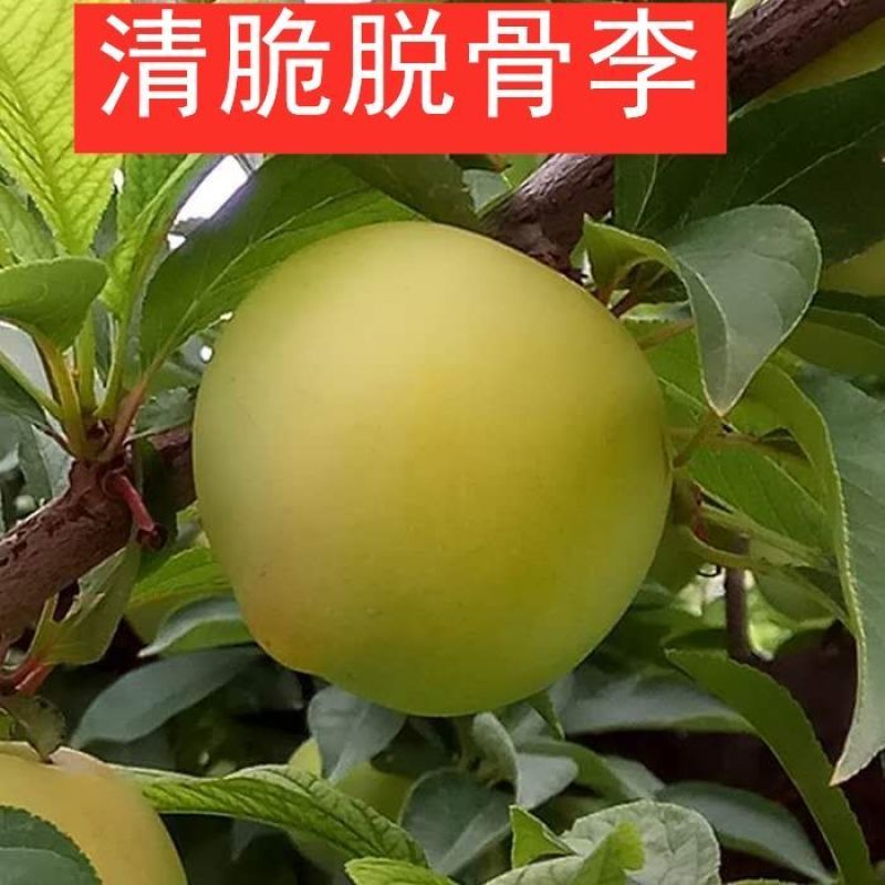 新品种无核李子树苗正宗嫁接天然无核当年结果早熟晚熟特大