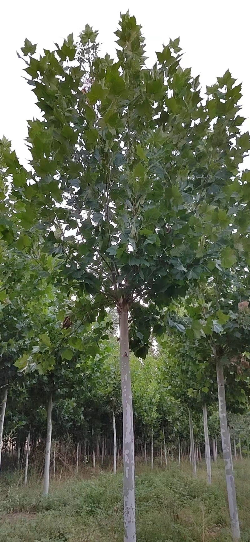 法桐