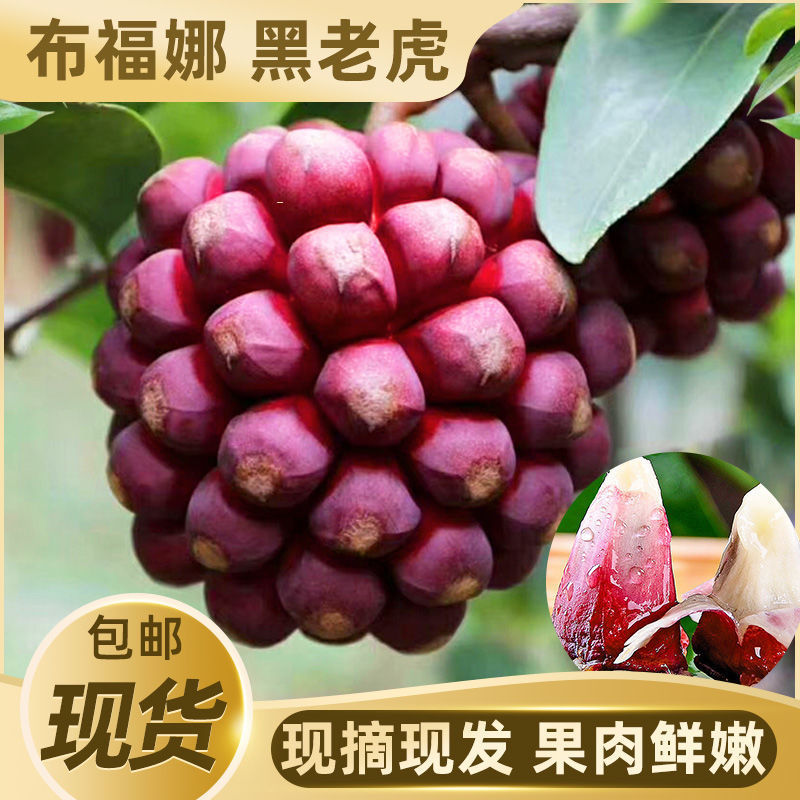 一件代发顺丰包邮黑老虎,布福娜，恶魔果，稀有水果