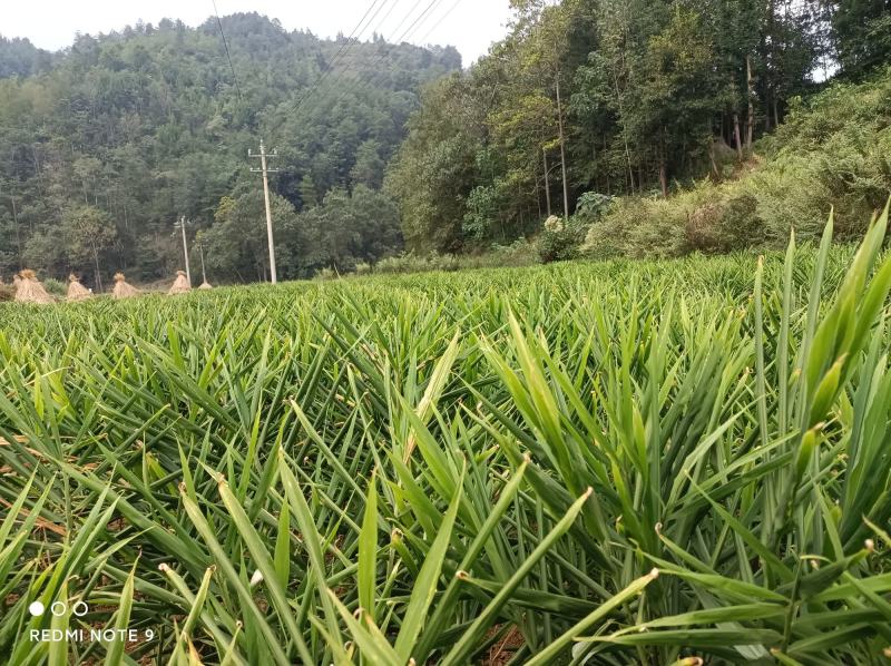 贵州精品二黄姜，种植基地在镇宁价格美丽，需要的老板请联系