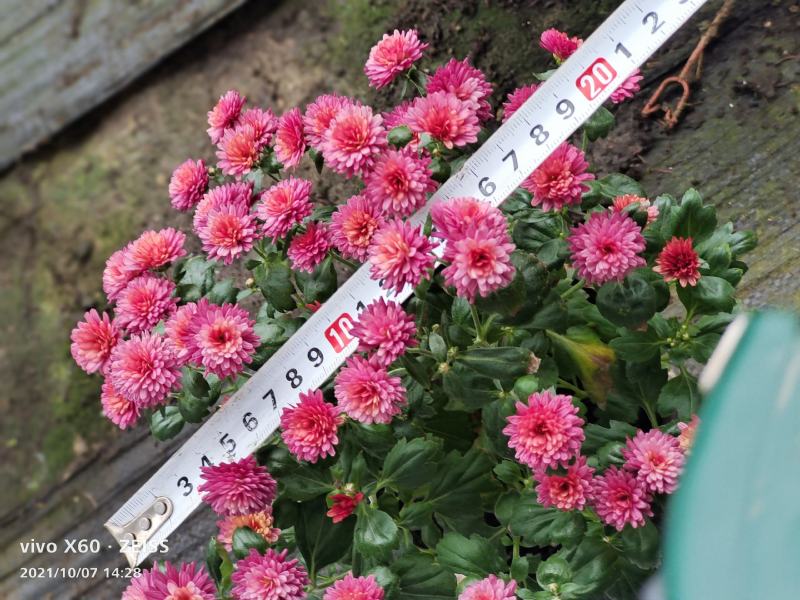 国庆菊九月菊荷兰球菊多种颜色基地直发