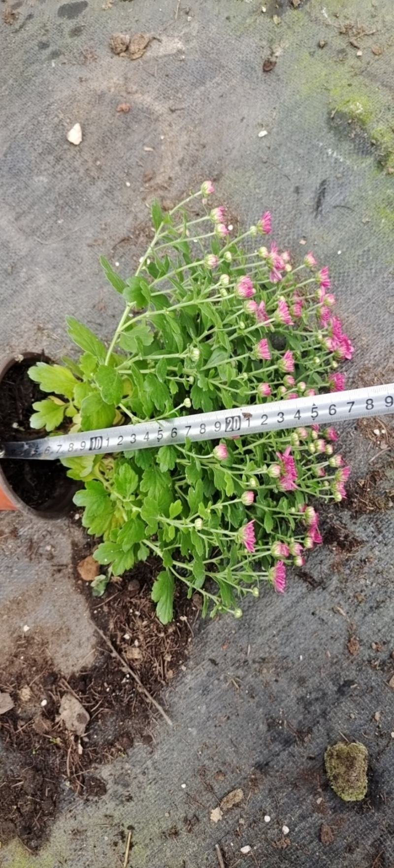 国庆菊九月菊荷兰球菊多种颜色基地直发