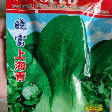 上海青小白菜种子，株型中等、大头,叶柄淡绿色,叶片特多,