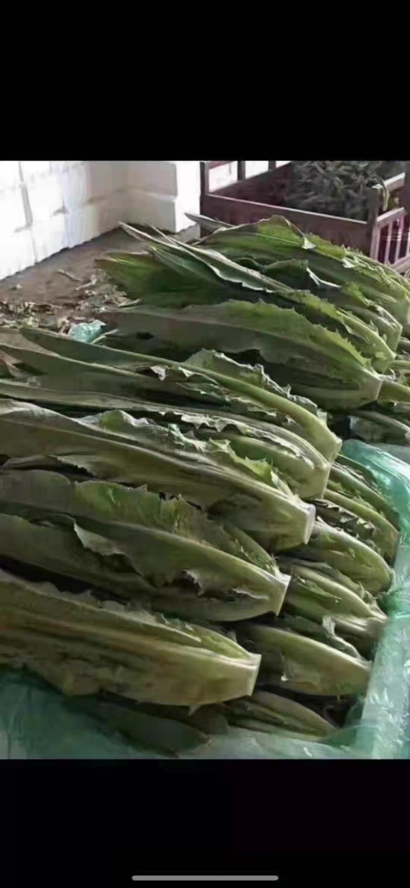 油麦菜30~35cm以上。可代收，可批发