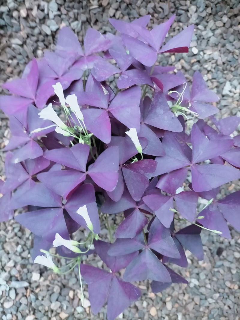 紫叶醡浆草家庭盆栽观叶盆栽可绿化养护简单量大优惠