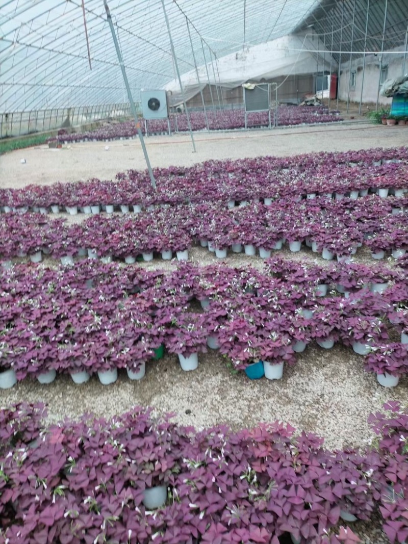 紫叶醡浆草家庭盆栽观叶盆栽可绿化养护简单量大优惠