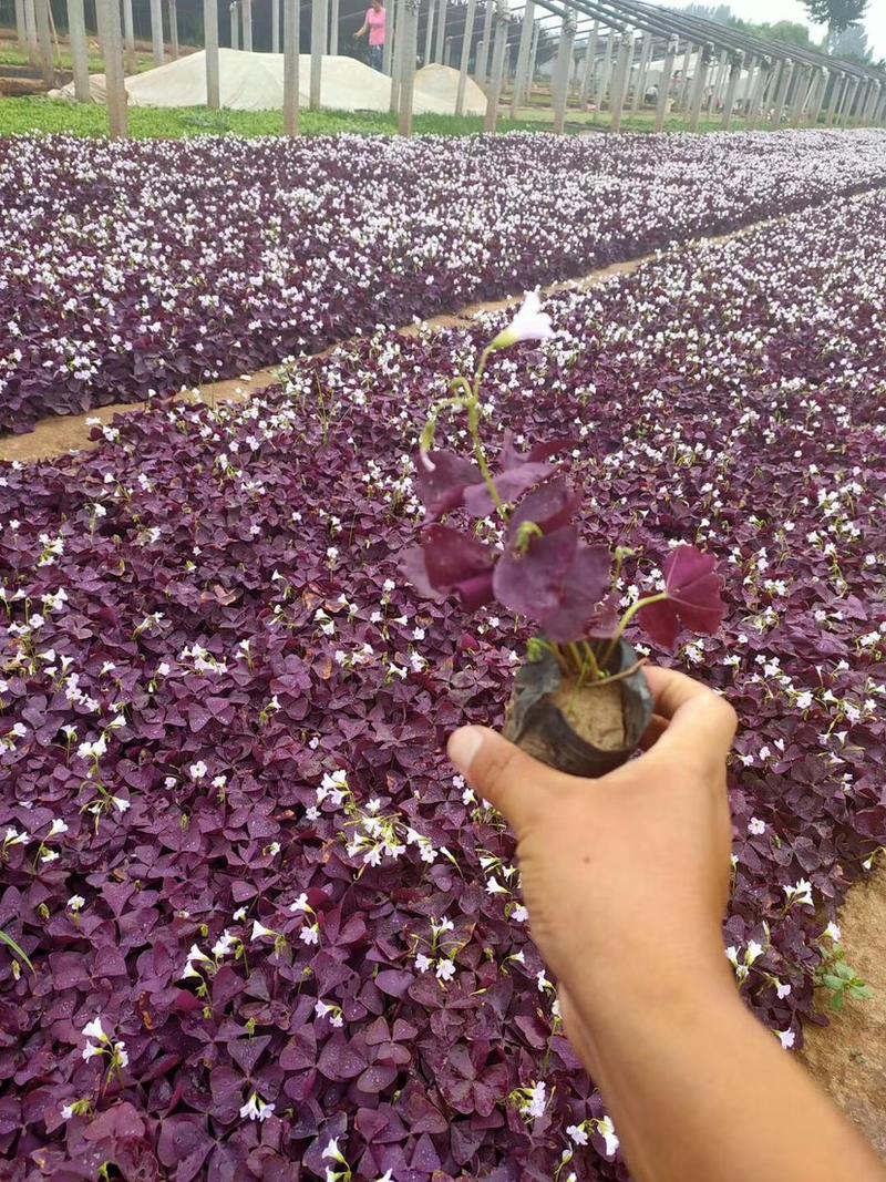 紫叶醡浆草家庭盆栽观叶盆栽可绿化养护简单量大优惠