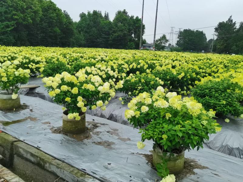 四川成都温江出售大量精品绣球圆锥绣球圆锥木绣球