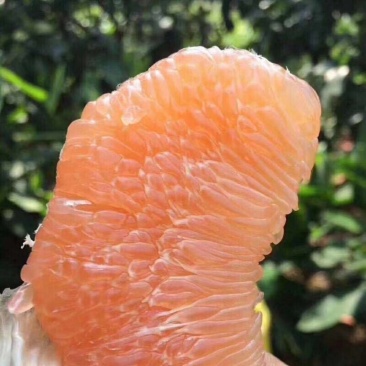 犍为县柚子，黄心柚，果然多肉厚个体大表面光滑柑橘