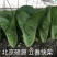 高品质！耐寒快菜种子立春耐低温耐抽苔越冬直立青梗冬春