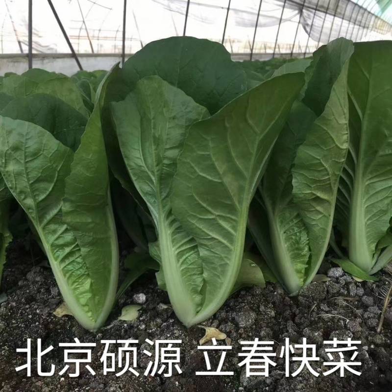 高品质！耐寒快菜种子立春耐低温耐抽苔越冬直立青梗冬春