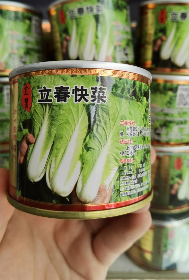 高品质！耐寒快菜种子立春耐低温耐抽苔越冬直立青梗冬春