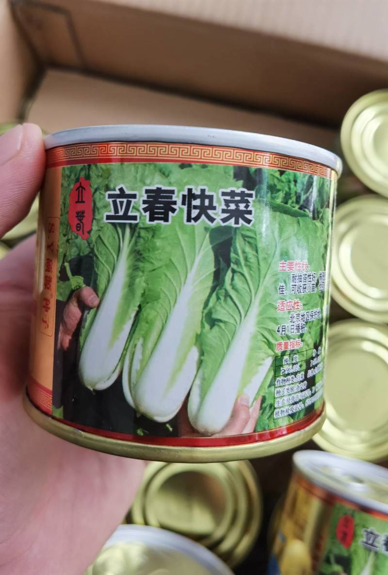 高品质！耐寒快菜种子立春耐低温耐抽苔越冬直立青梗冬春