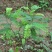 农家野生鸡骨草干货无硫鸡骨草叶大黄草根相思藤中药材煲汤