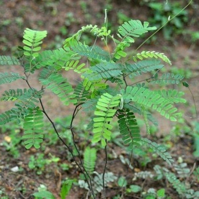 农家野生鸡骨草干货无硫鸡骨草叶大黄草根相思藤中药材煲汤