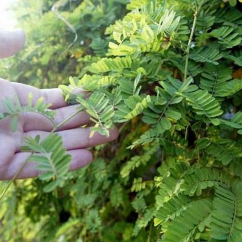 农家野生鸡骨草干货无硫鸡骨草叶大黄草根相思藤中药材煲汤