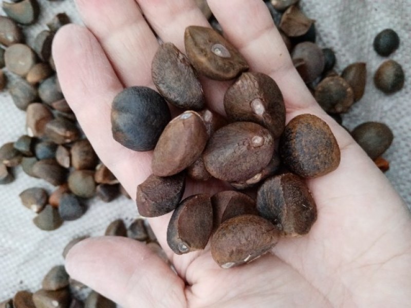 油茶种子