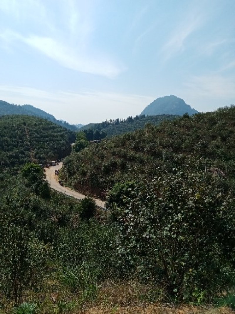 油茶种子