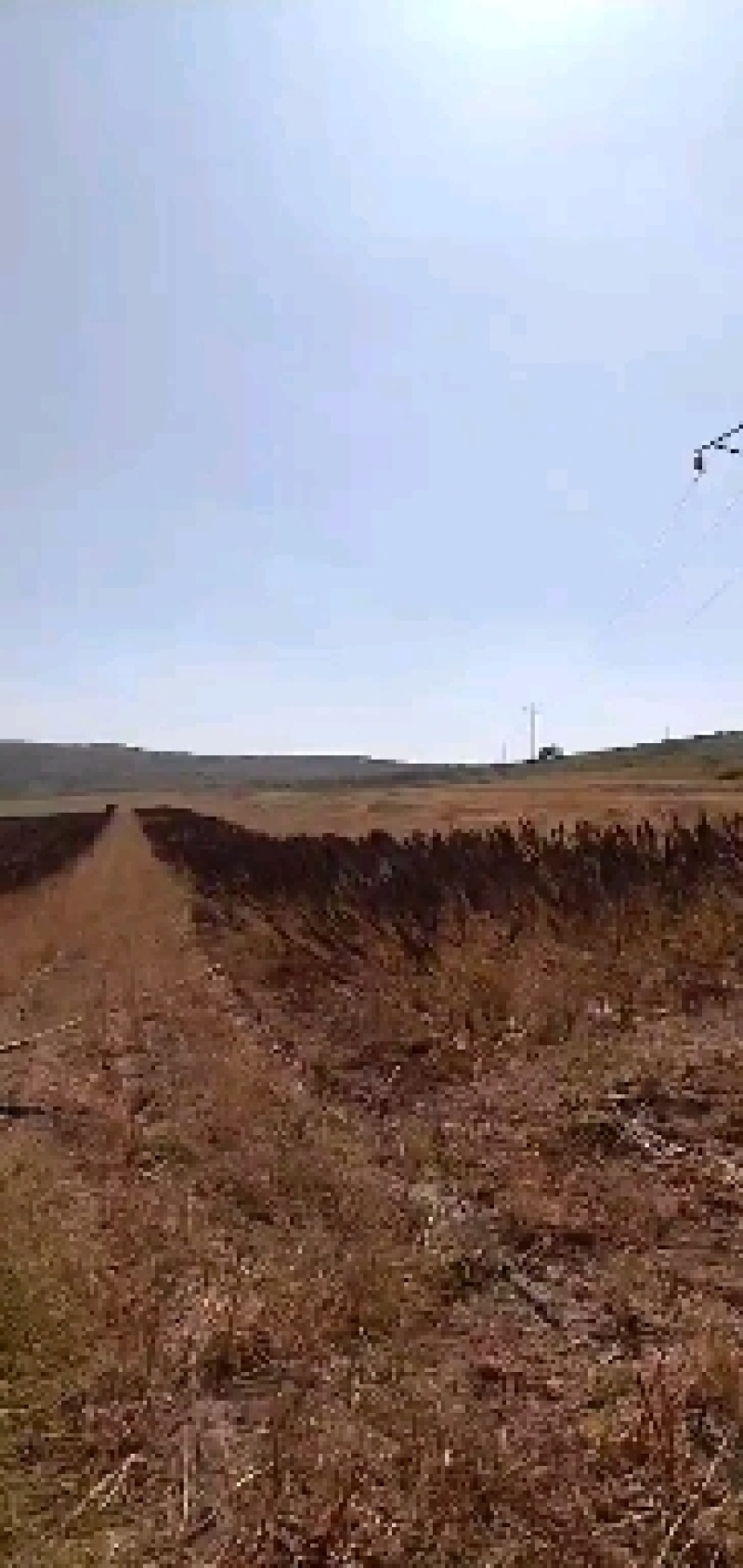 藜麦