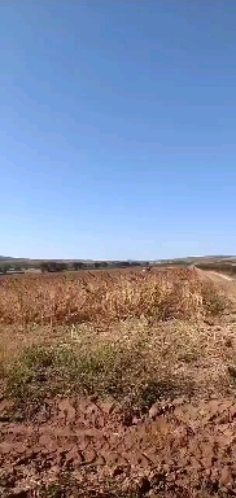 藜麦