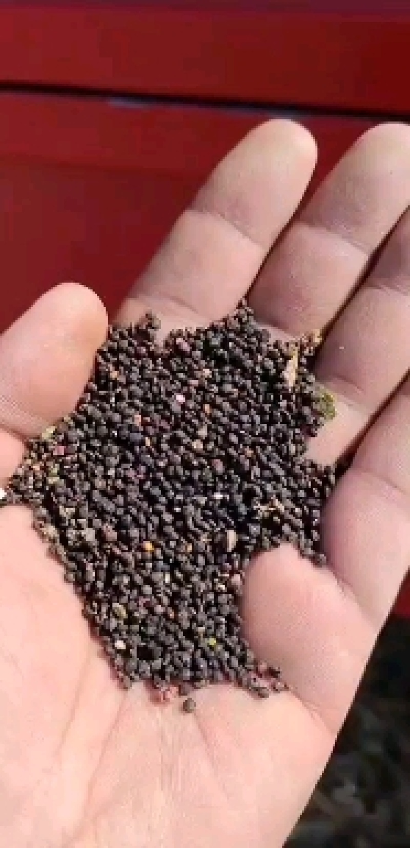 藜麦