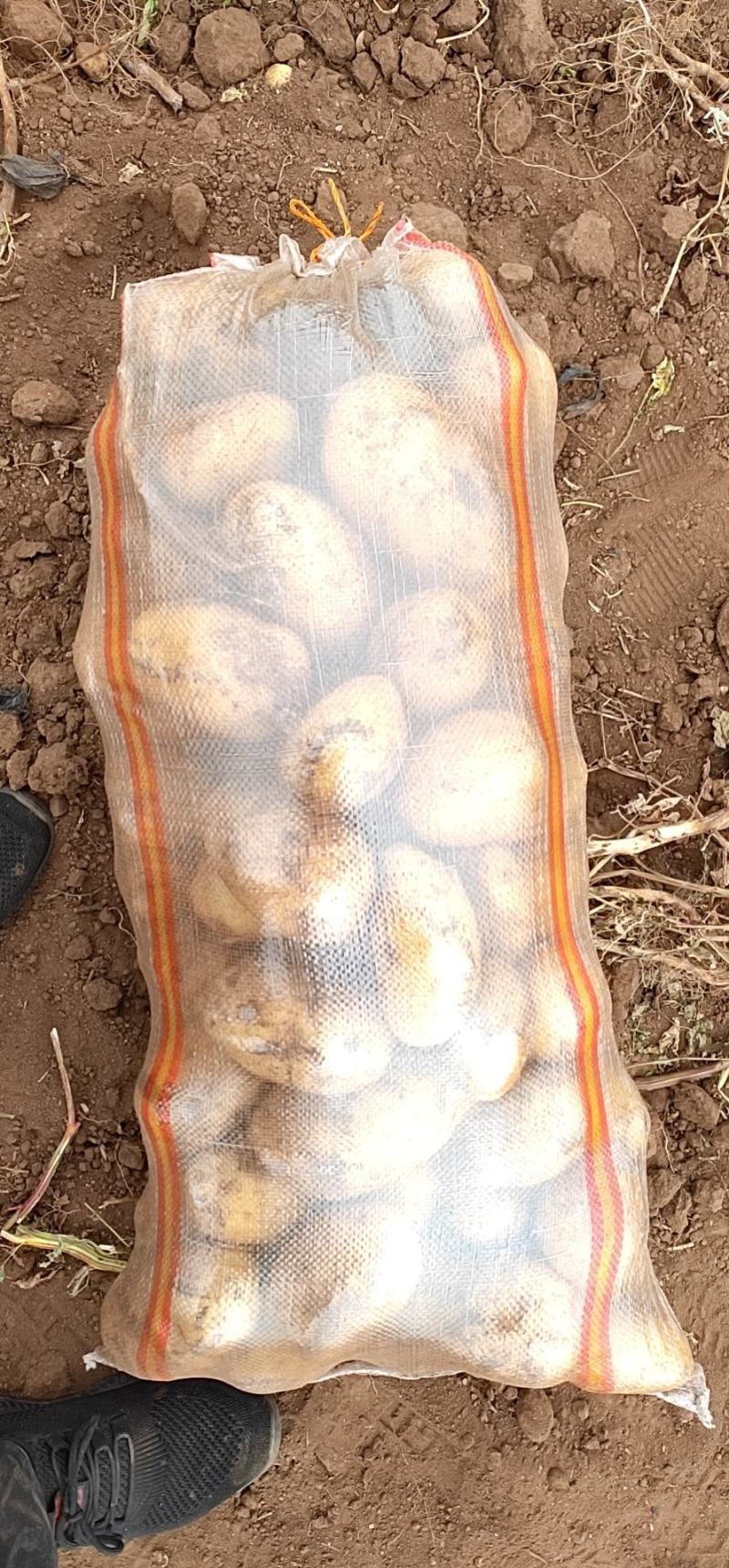 黄心土豆内蒙古精品土豆