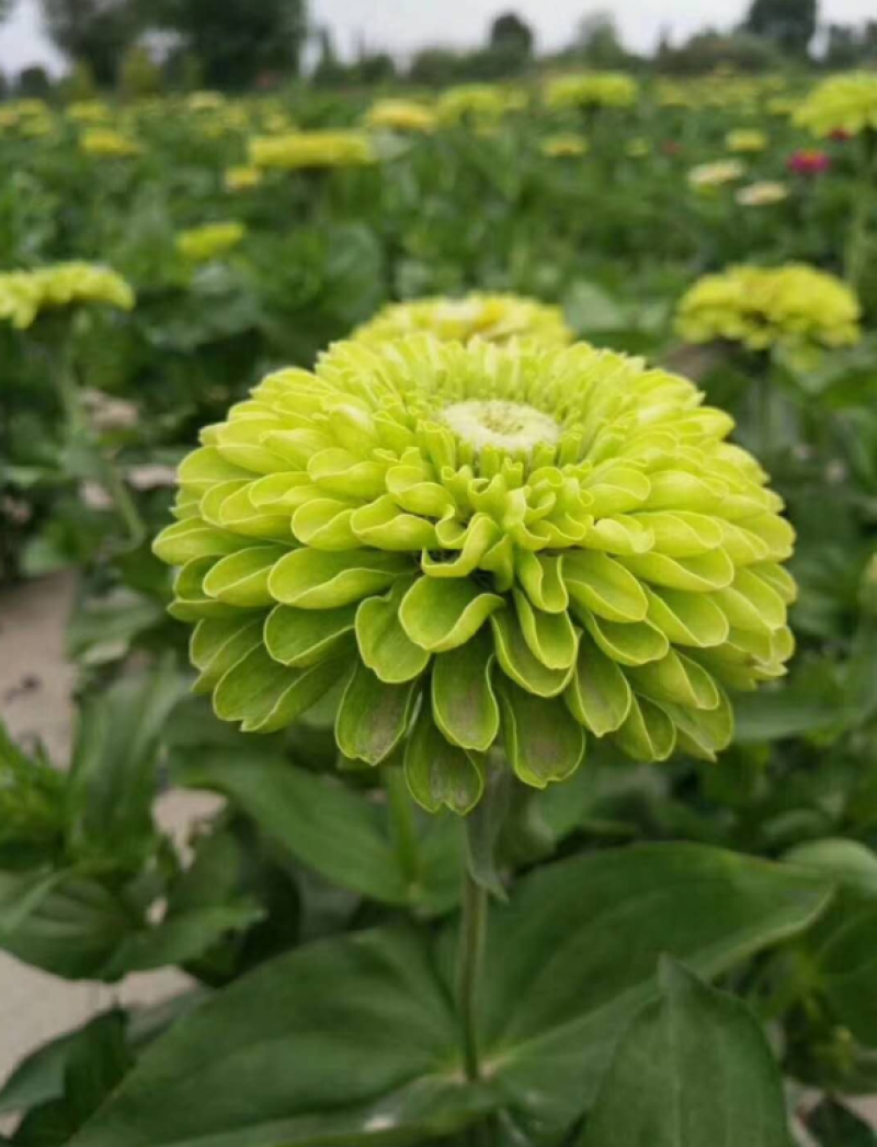 百日草种子四季易存活花期长开花不断太阳花百日菊步步高花卉