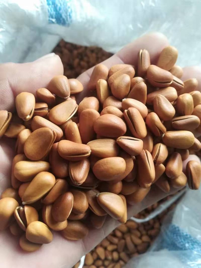 开口松子黄皮黑皮开口松子