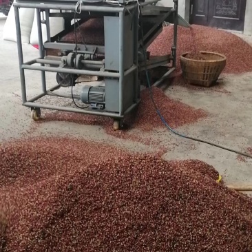花椒