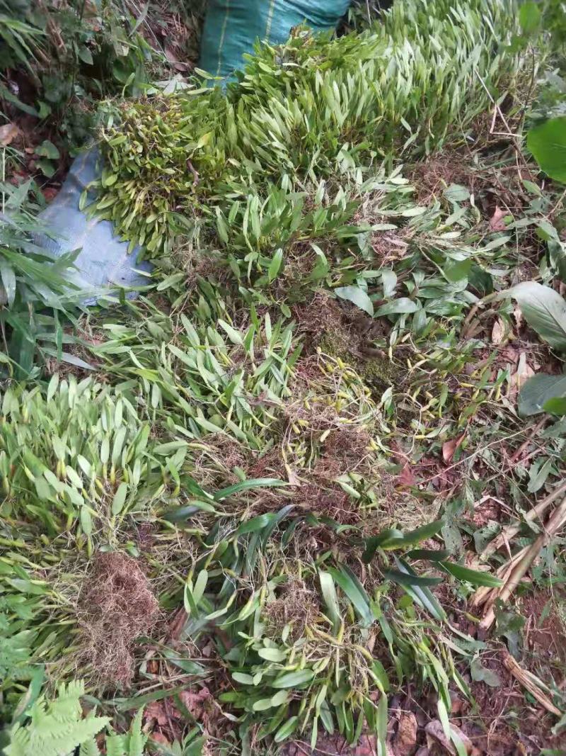 产地热销产品云南十万大山石橄榄大果