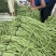 【热卖】干豆角丝青豆角丝品质保障脱水蔬菜厂家直销