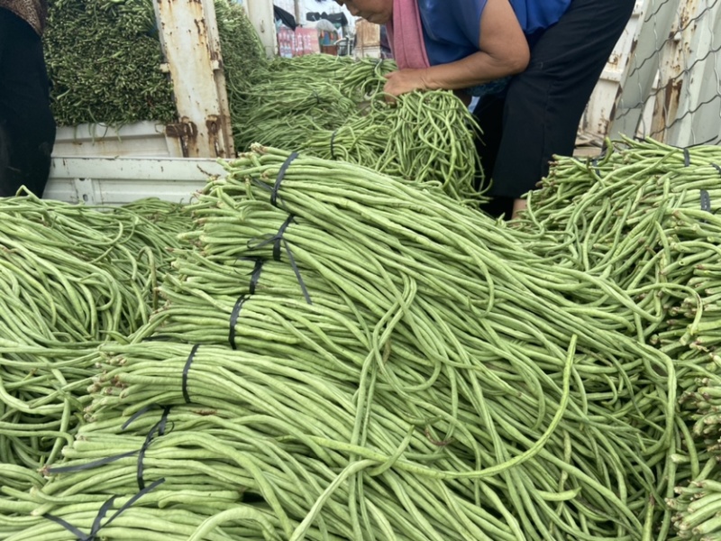 【热卖】干豆角丝青豆角丝品质保障脱水蔬菜厂家直销