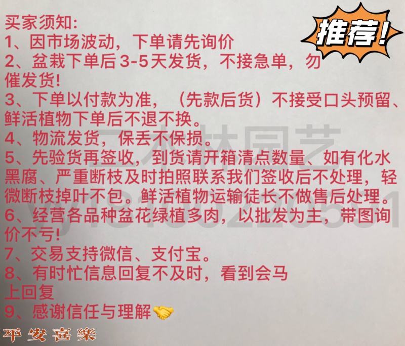 130#福星红掌颜色惊艳的不止是一般般绝哟实物实拍图