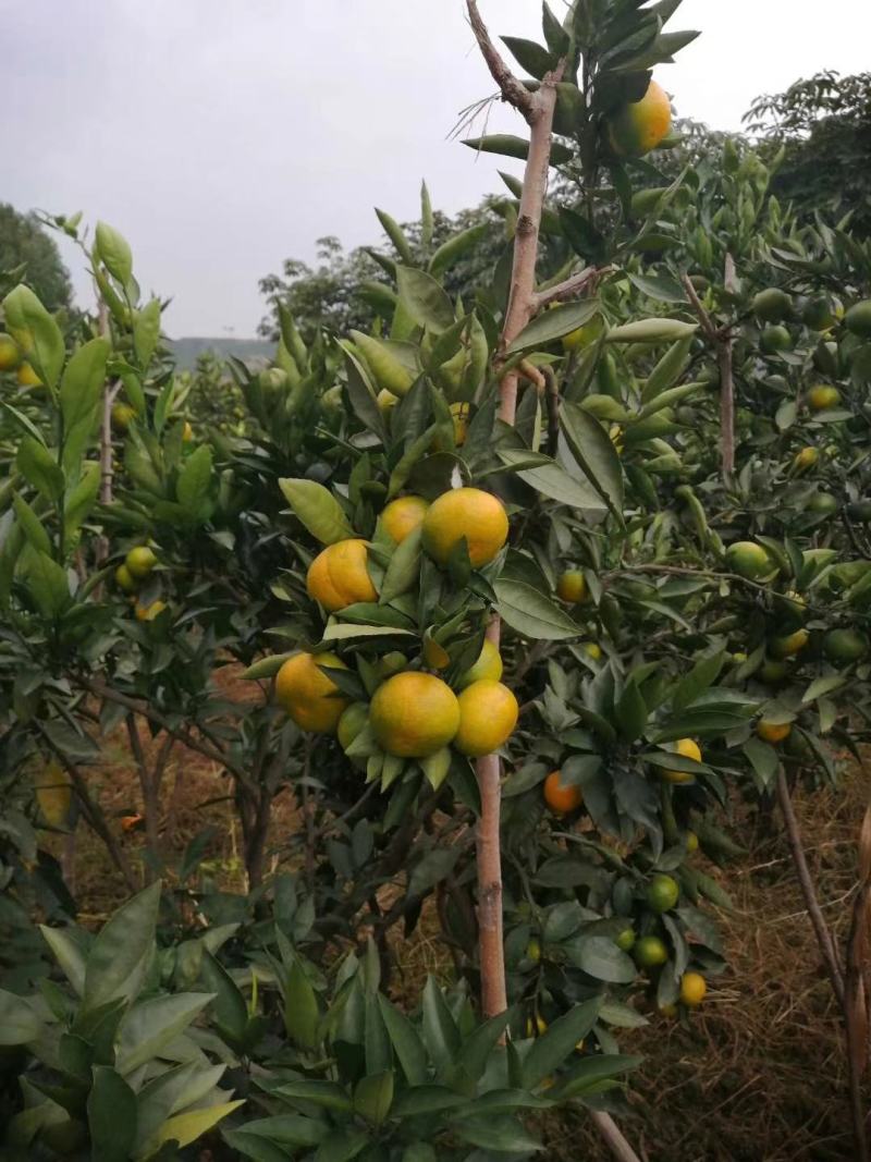 蜜桔60-75果.颜色鲜亮皮薄汁多，日供50顿，诚信交易