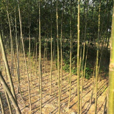 柳树
