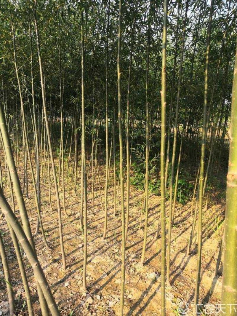 柳树
