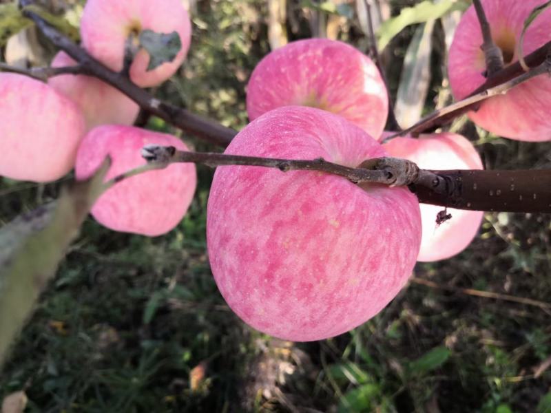 【红富士苹果】陕西礼泉纸袋红富士苹果大量供应基地直发