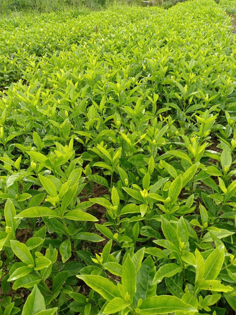栀子花大叶中叶小叶分支多叶面清秀