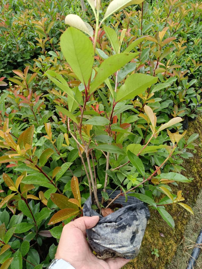 红叶石楠工程苗红叶石楠大杯苗高度20之100
