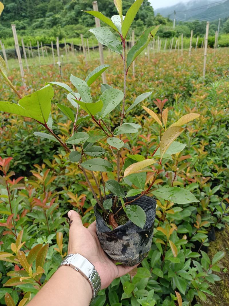 红叶石楠工程苗红叶石楠大杯苗高度20之100