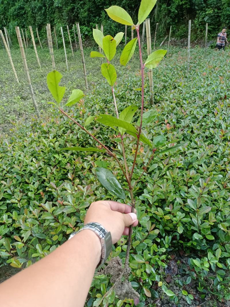 红叶石楠工程苗红叶石楠大杯苗高度20之100