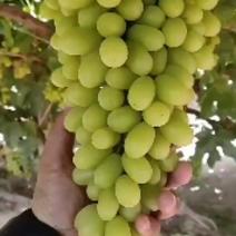 敦煌葡萄产地直发长期合作质量保证