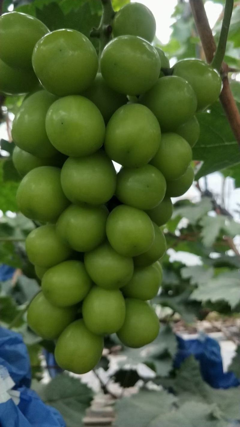 阳光玟瑰嫁接葡萄苗，直根苗，南北均可种植。