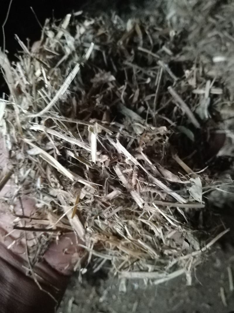 花生秧