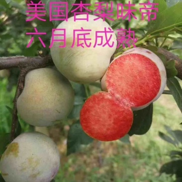 李子苗黄香槟李子苗五月脆李蜂糖李子珍珠李风味玫瑰