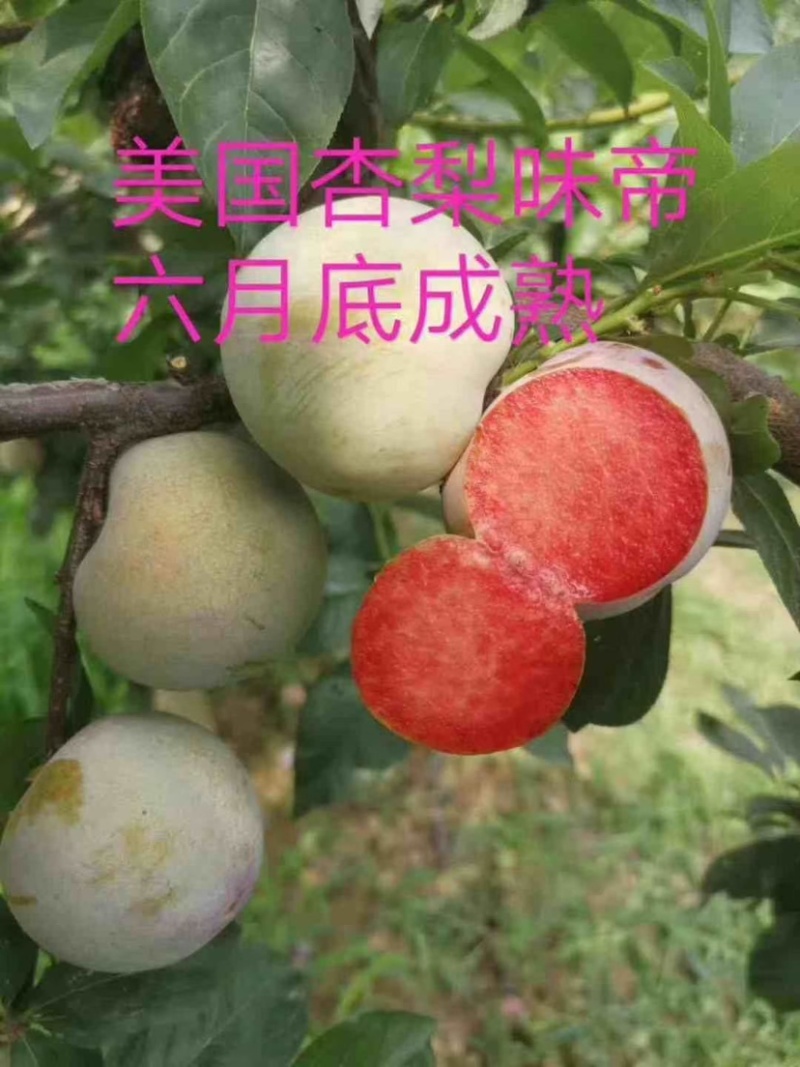 李子苗黄香槟李子苗五月脆李蜂糖李子珍珠李风味玫瑰