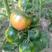 西红柿苗草莓西红柿苗水果铁皮柿子苗带绿肩口感脆甜